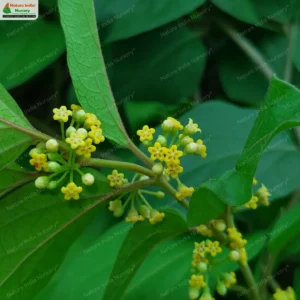 Gymnema sylvestre