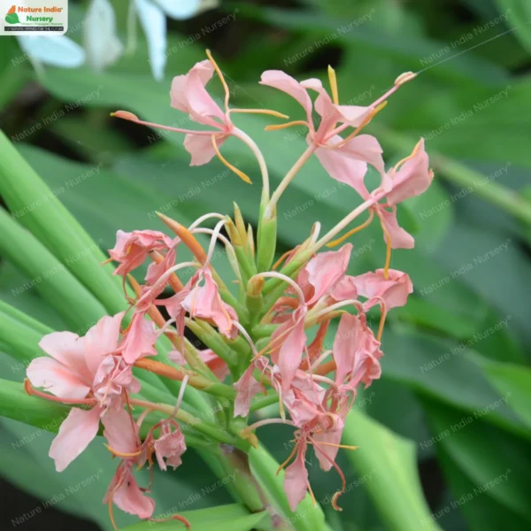 hedychium-coccineum-03
