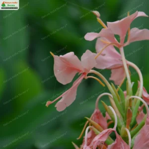 hedychium-coccineum-04