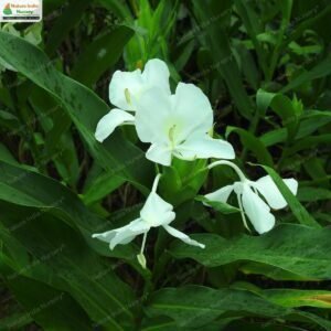 hedychium-coronarium-02