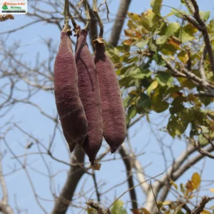 heterophragma-quadriloculare-01