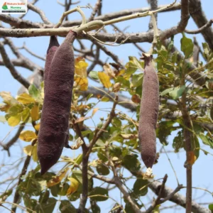 heterophragma-quadriloculare-02