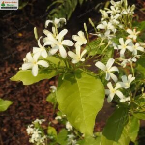 holarrhena-pubescens-02