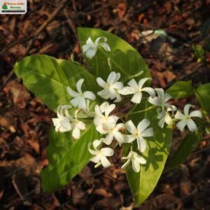holarrhena-pubescens-03