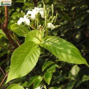holarrhena-pubescens-04