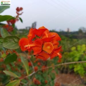 Holmskioldia sanguinea