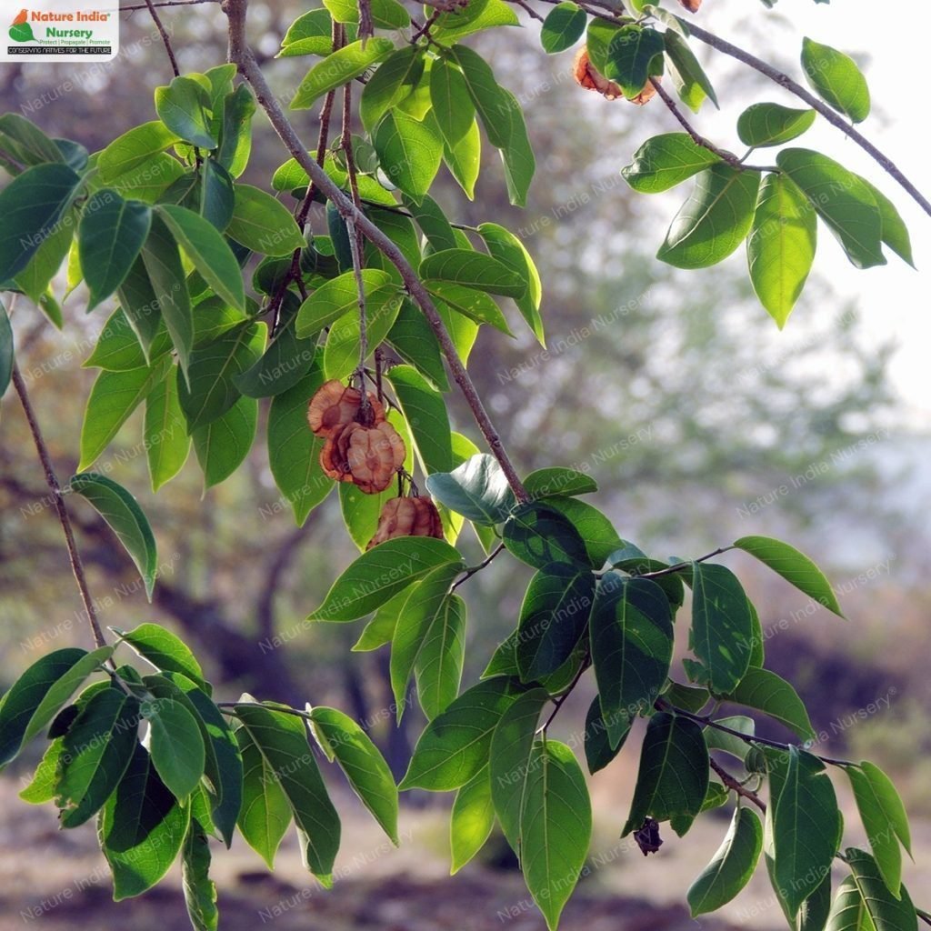 Buy Holoptelea integrifolia Plant in Bulk Online - Nature India Nursery