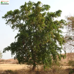 holoptelea-integrifolia-02