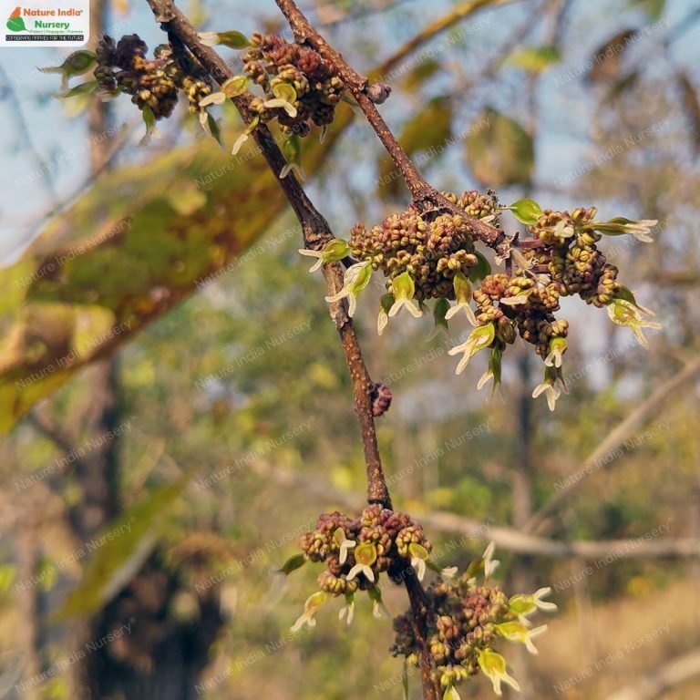 Buy Holoptelea integrifolia Plant in Bulk Online - Nature India Nursery