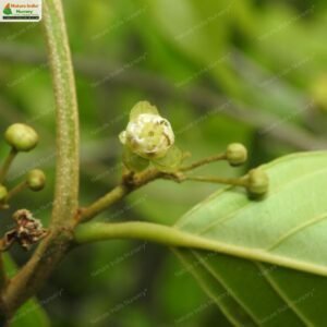 hydnocarpus-pentandrus-01