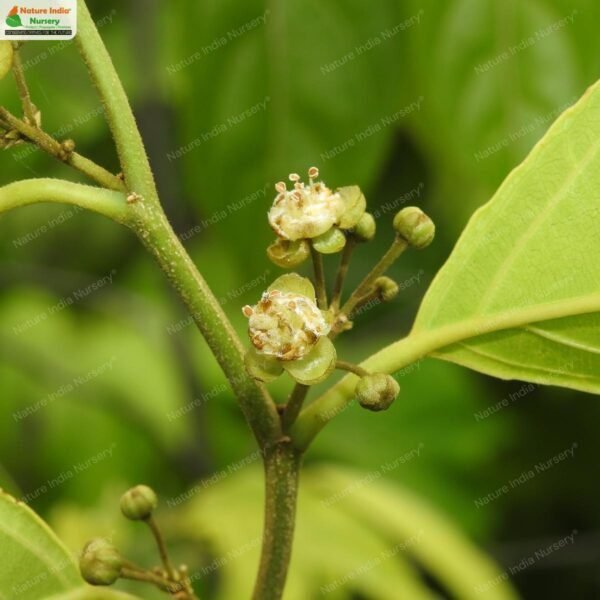 hydnocarpus-pentandrus-02