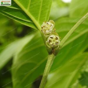 hydnocarpus-pentandrus-04