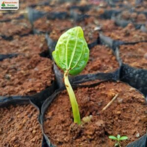 hydnocarpus-pentandrus-05