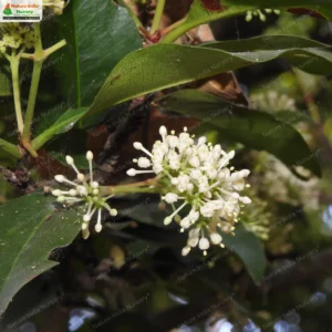 ixora-brachiata-05