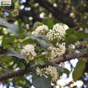 ixora-brachiata-06