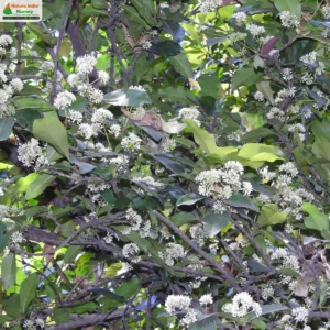 ixora-brachiata-09
