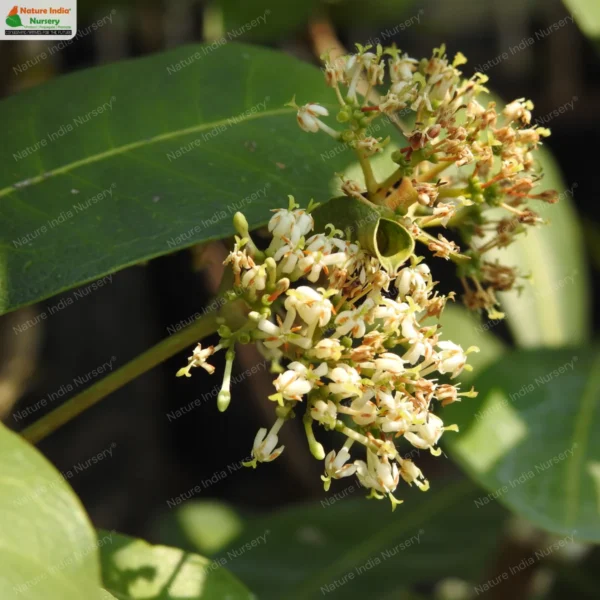 ixora-brachiata-13