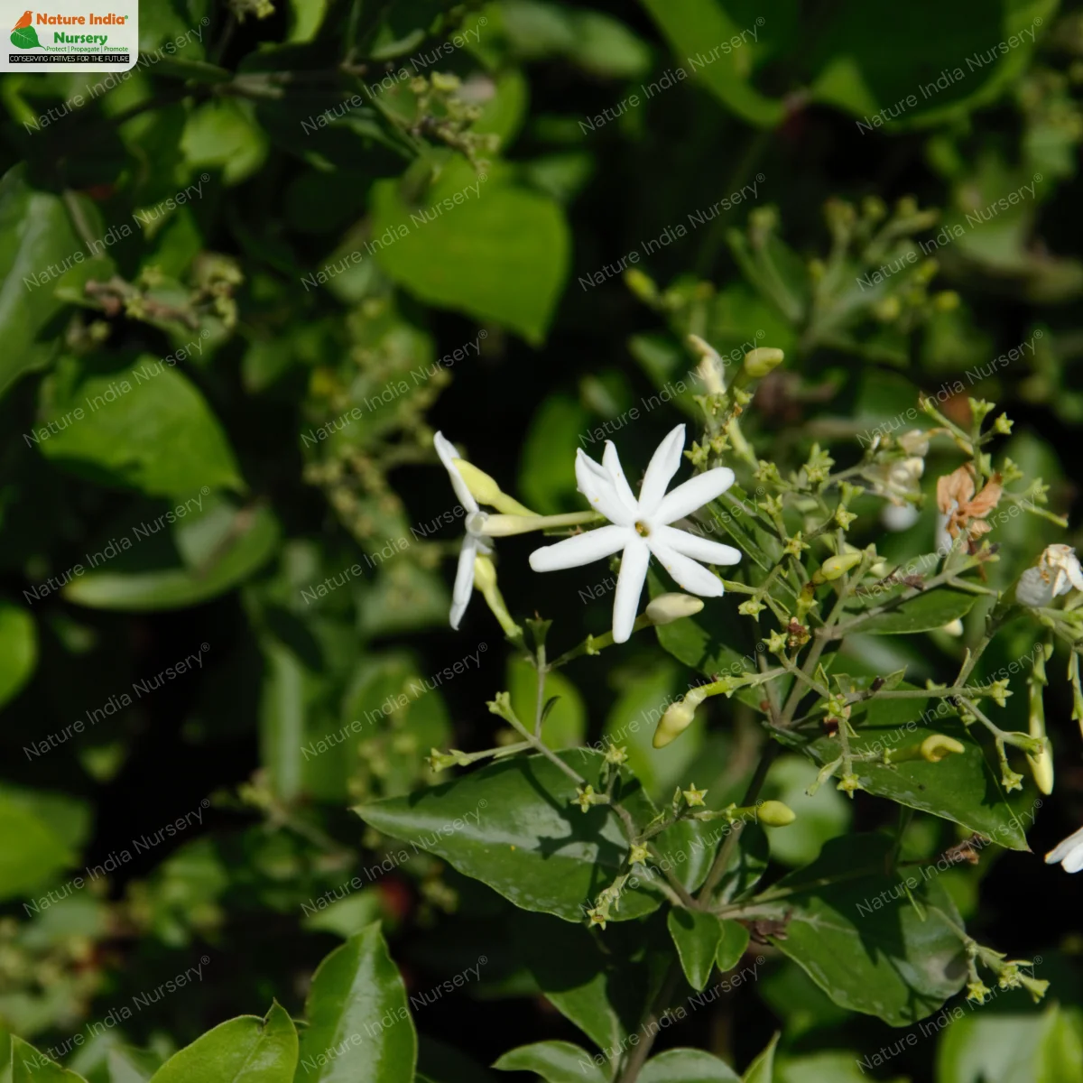 Jasminum auriculatum
