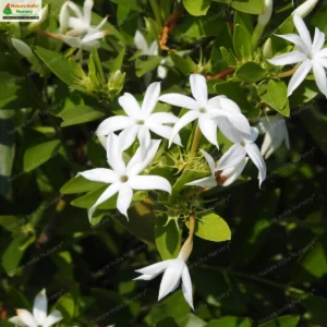 jasminum-cuspidatum-02