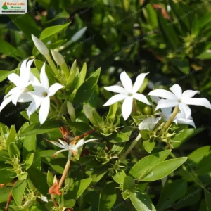 jasminum-cuspidatum-03