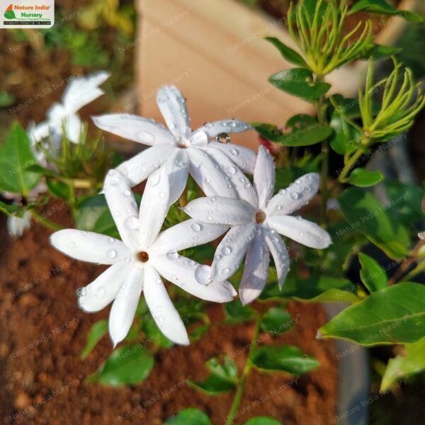 jasminum-elongatum-01