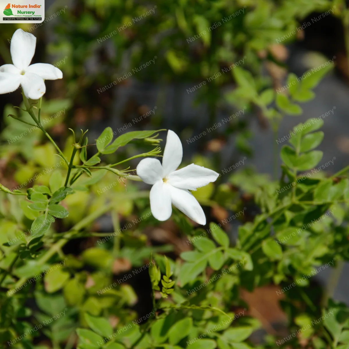 Buy Jasminum grandiflorum Plant in Bulk Online - Nature India Nursery