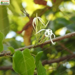 Jasminum malabaricum