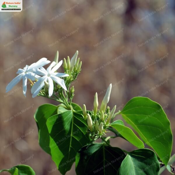 jasminum-malabaricum-01