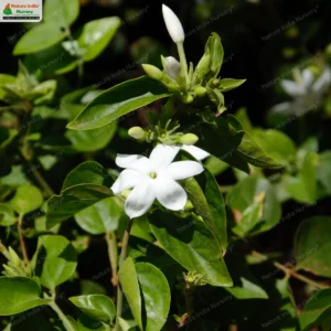 jasminum-multiflorum-01