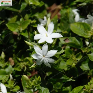 jasminum-multiflorum-03