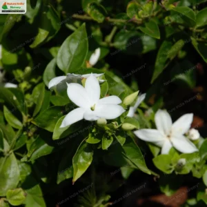 jasminum-multiflorum-06