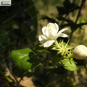 jasminum-sambac-moti-mogra-02