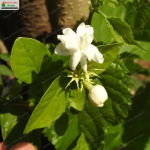 jasminum-sambac-moti-mogra-05