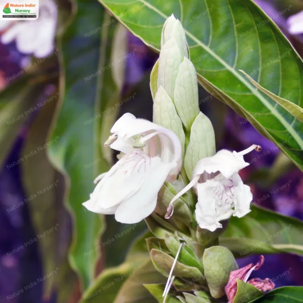 justicia-adhatoda-01