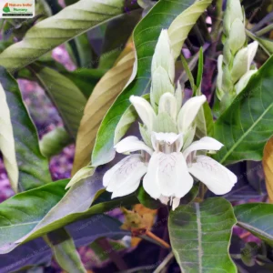 justicia-adhatoda-05