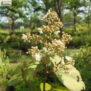 kydia-calycina-03