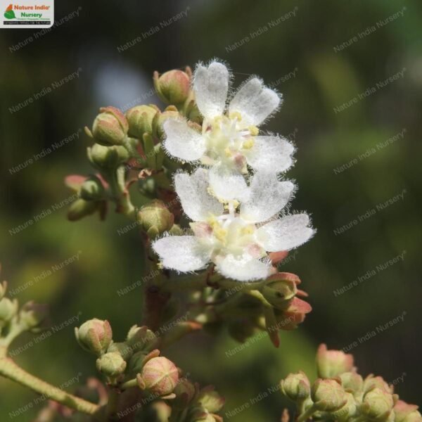 kydia-calycina-04