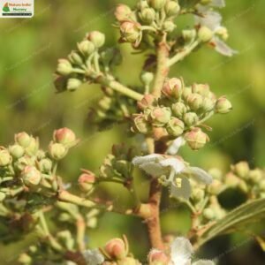 kydia-calycina-05