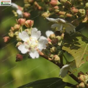 kydia-calycina-06