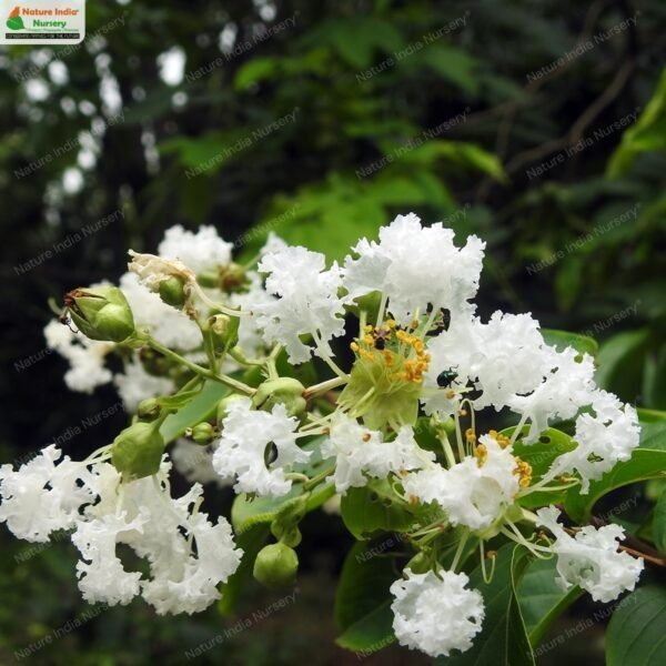 lagerstroemia-indica-01