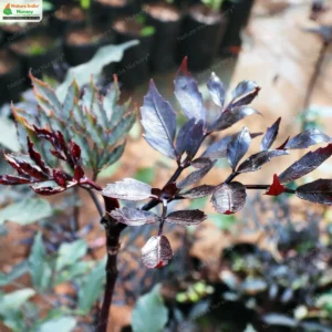 Leea guineensis