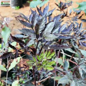 leea-guineensis-02