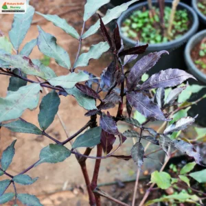 leea-guineensis-03