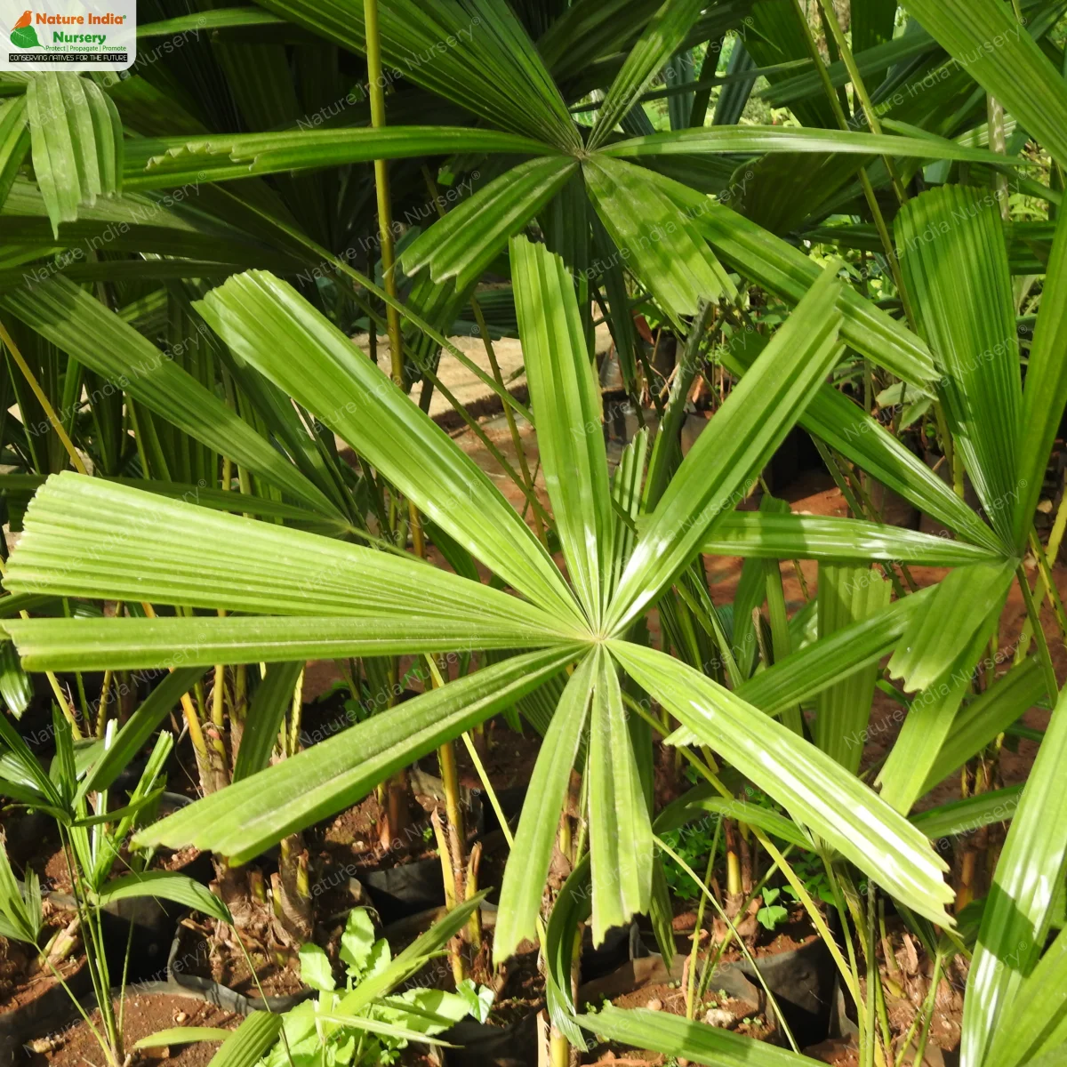 Licuala spinosa