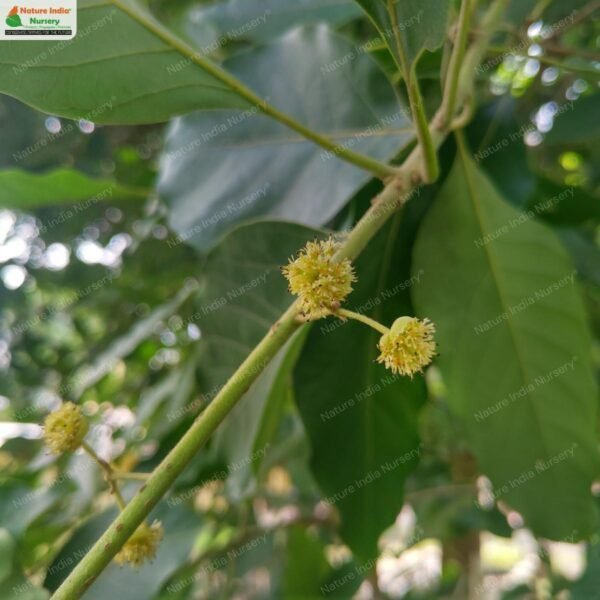 litsea-glutinosa-01