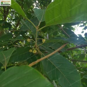 litsea-glutinosa-02