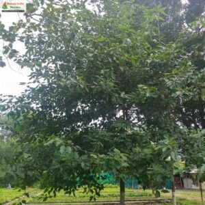 litsea-glutinosa-05