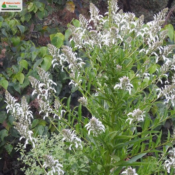 lobelia-nicotenifolia-01