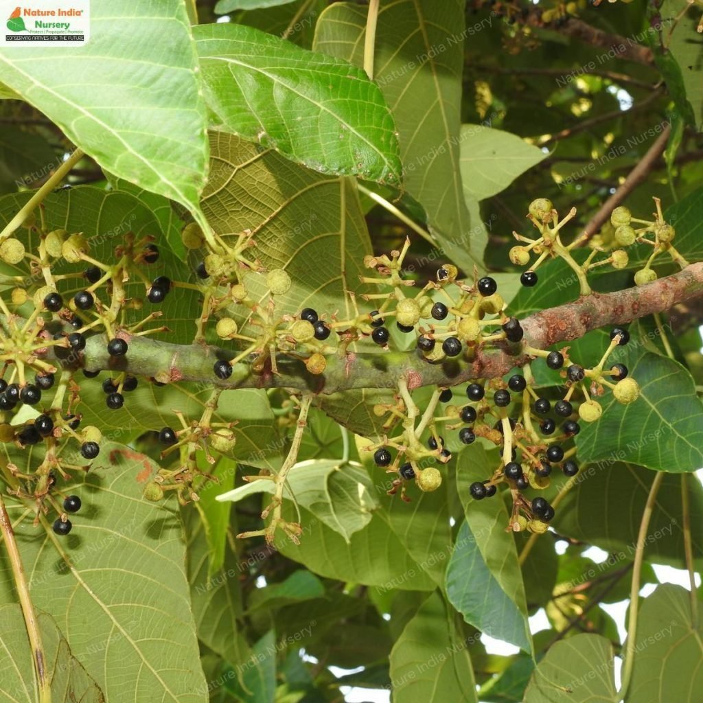 Buy Macaranga peltata Plant in Bulk Online - Nature India Nursery