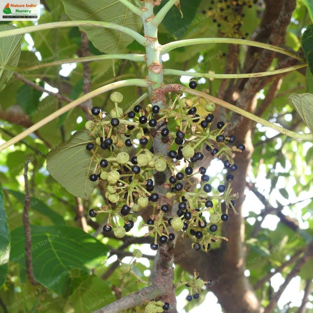 Buy Macaranga peltata Plant in Bulk Online - Nature India Nursery